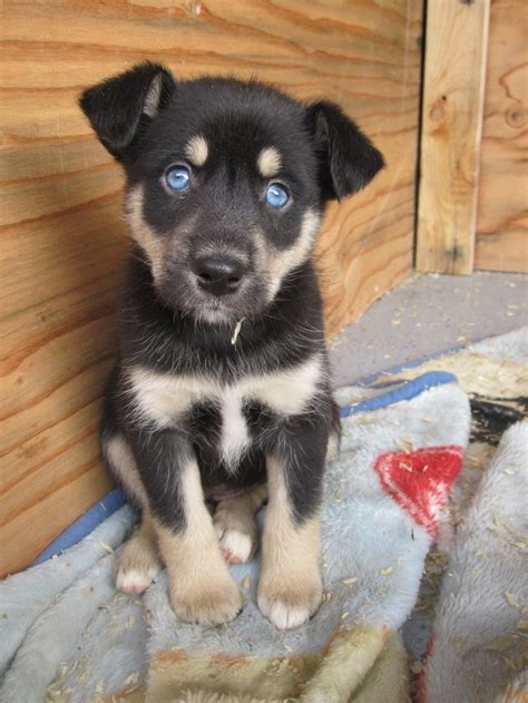 rottweiler husky mix puppies - Google Search | Puppies, Cute animals, Rottweiler puppies