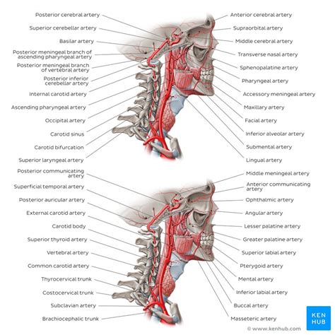It arises from the common carotid artery when it splits into the external and internal carotid artery. Major arteries, veins and nerves of the body: Anatomy | Kenhub
