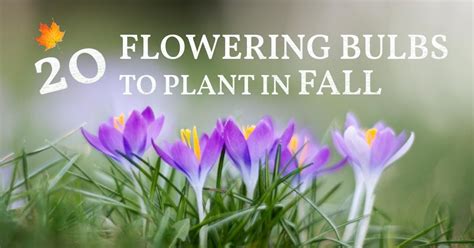 20 Flower Bulbs To Plant In Fall Spring And Summer Blooms Plants