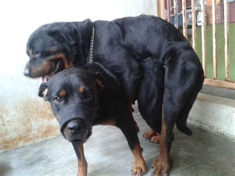 Adult Rottweiler Male For Sale Adoption From Perak Teluk Intan Adpost