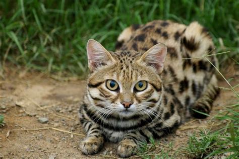 this is a black footed cat felis nigripes aka small spotted cat aside from being one of the
