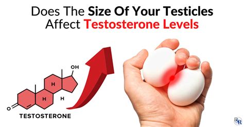Does The Size Of Your Testicles Affect Testosterone Levels Dr Sam