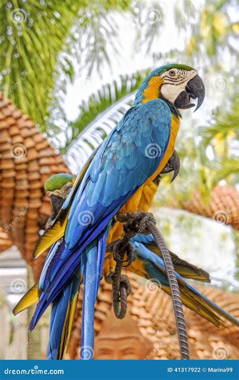 Amazing Blue And Yellow Macaw Arara Parrots Stock Photo Image Of
