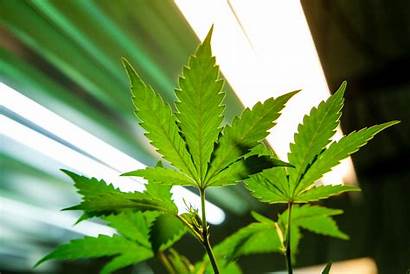 Marijuana Cannabis Plant Supreme Under Lights