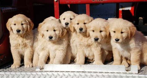 How to fix an automobile coolant leak. Buy Golden Retriever Puppies Near Me | petswithlove.us