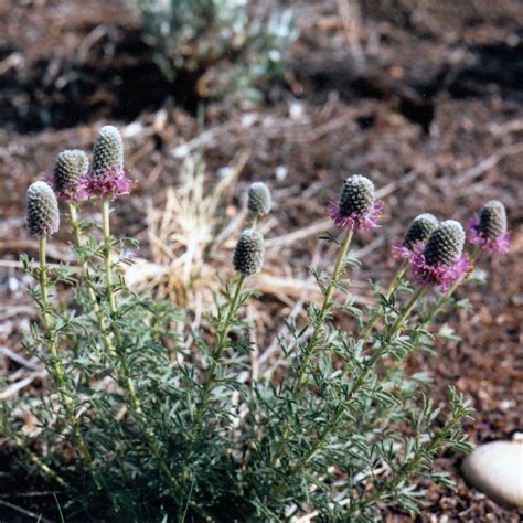 Early Summer Flowers Grasslands Naturalists