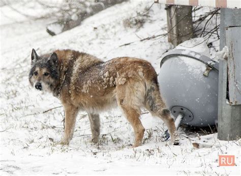 Chernobyl Wolf Mutations