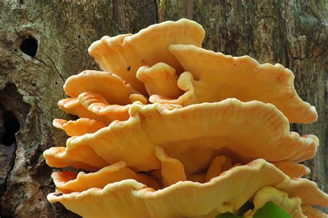 Chicken Of The Woods Mushroom Search In Pictures