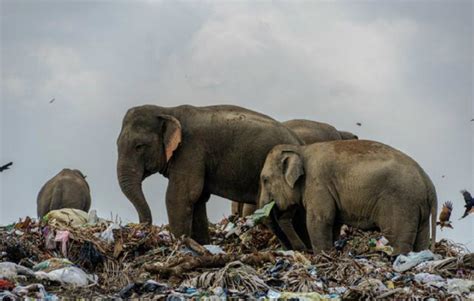 Tidak hanya pada politik mahupun isu sensetif lain tetapi isu yang dibincangkan lebih global. Kerana kebuluran Kak Jah terpaksa makan sampah - Isu ...
