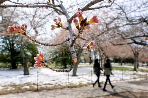 Cold Snap Kills Nearly Half Of Cherry Blossoms Pushing Back Peak Bloom
