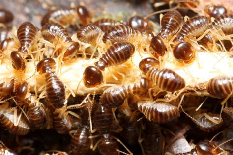 A Guide To Different Types Of Termite Species Atlanta Ga Termite Control