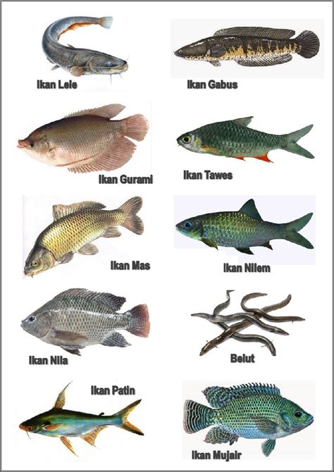 Jenis Ikan Air Tawar Dan Gambarnya Homecare24