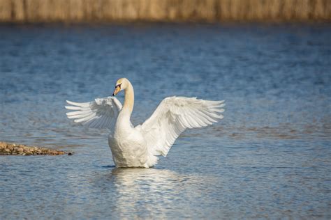 Free Images Nature Lake Pond Wildlife Reflection Beak Feather