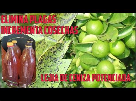 Lej A De Ceniza Potenciada Con Ajo Canela Y Cal Insecticida Acaricida