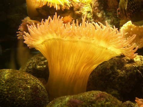 Sea Anemones Wallpapers High Quality Download Free