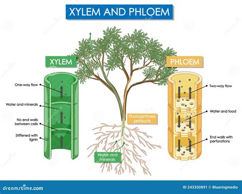 Diagram Showing Xylem And Phloem Plant Stock Vector Illustration Of