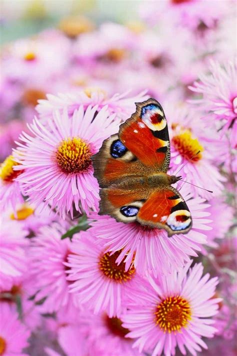 Best 6 Perennial Bushes To Attract Butterflies Gardeners Path