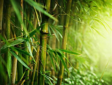 High Resolution Bamboo Tree Bamboo Trees Forest Hd Wallpaper Pxfuel