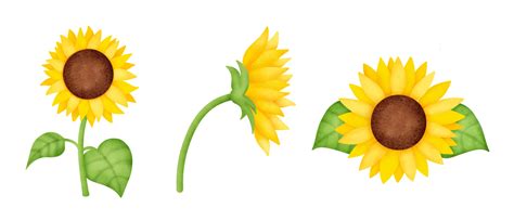 Sunflower Vector Art Icons And Graphics For Free Download