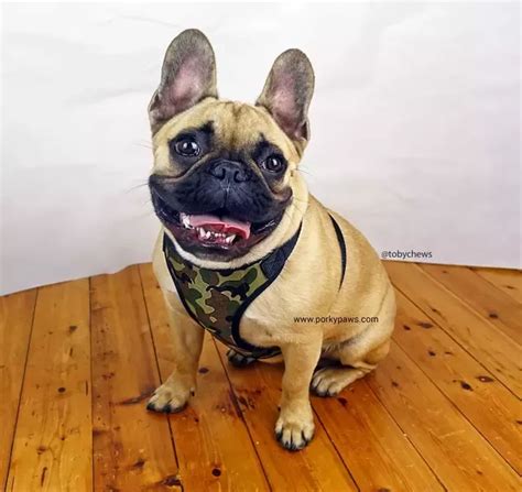 You need to protect them from heatstroke and if your summers do pomskies have health issues? Do French bulldogs have a lot of health problems? - Quora