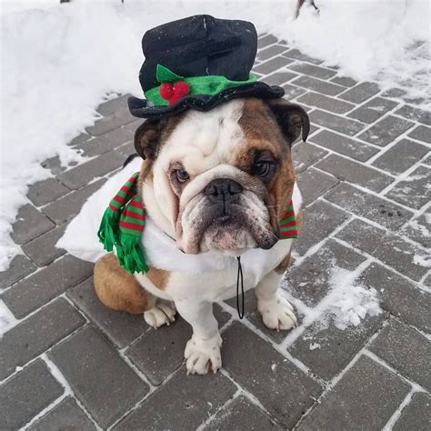 English Bulldog Christmas Snowman