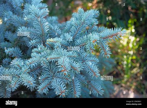 Blue Spruce In Garden Store Blue Spruce Branches Close Up Coniferous