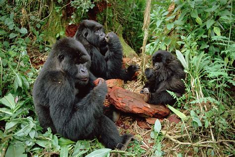 Mountain Gorilla Group Eating Photograph By Gerry Ellis