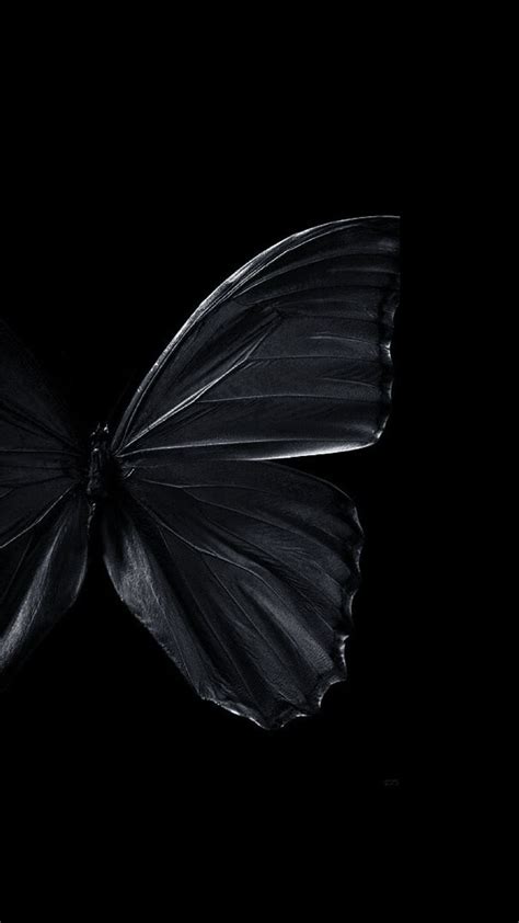 Dark Background Images Butterfly Museonart