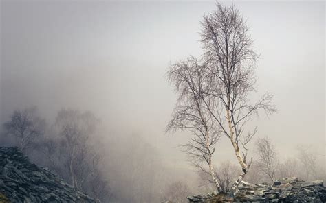Baggrunde Sollys Træer Landskab Skov Natur Sne Vinter Afdeling