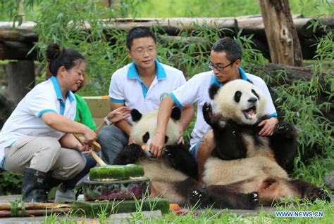 Giant Panda Twins Celebrate 2nd Birthday In Sw Chinas Sichuan Xinhua