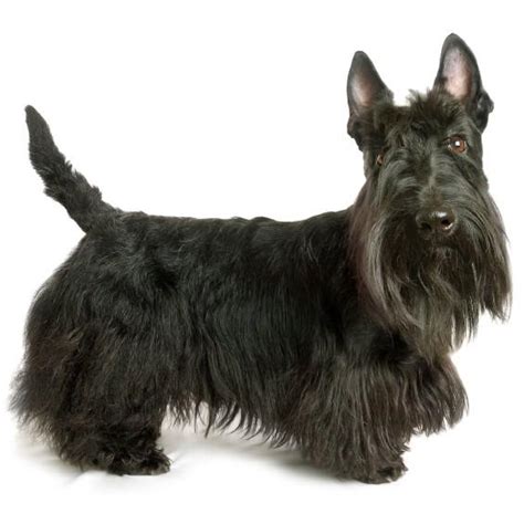 Dog Scottish Terrier Traits And Pictures