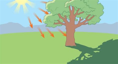Illustration Of The Sun Casting A Shadow Of A Tree Ks2 Science Ks2