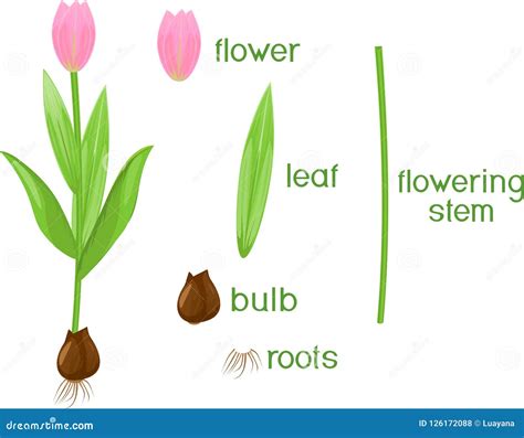 Parts Of A Tulip Diagram