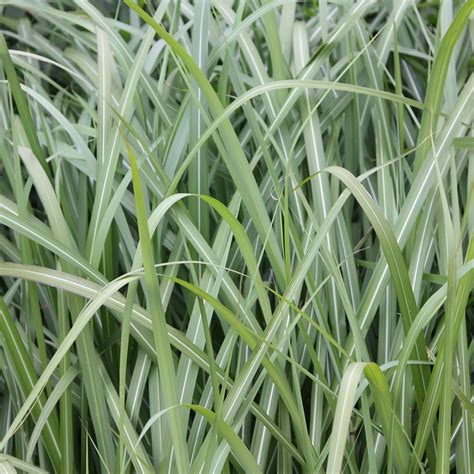 buy chinese silver grass miscanthus sinensis malepartus £11 99 delivery by crocus