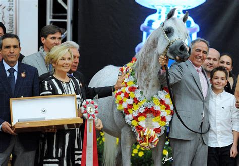2013 Abwc Review The Arabian Breeders World Cup Arabian Horse Show