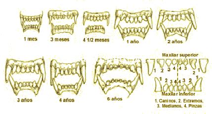 C Mo Calcular La Edad De Un Perro