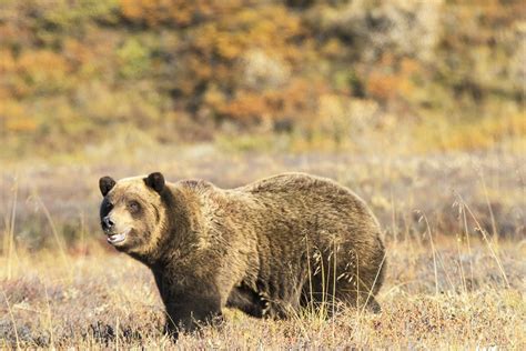 Grizzly Bear Denali National Park Smithsonian Photo Contest