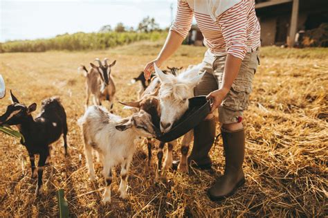 Backyard Livestock 101 A Guide To The Most Common Animals For Urban