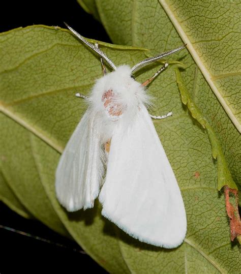 Da Identificare Hyphantria Cunea Natura Mediterraneo Forum