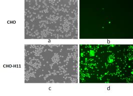 Bioproduction Of Recombinant Proteins In Chinese Hamster Ovary Cho Cells