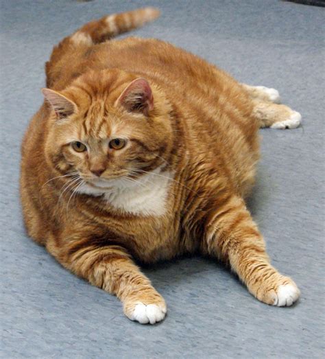 Former 41 Pound Fat Cat In Texas Slims Down To 19 Pounds The Seattle