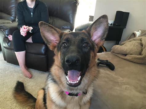 Are Female German Shepherds Less Aggressive