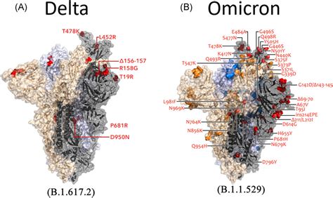 Omicron And Delta Variant Of Sars‐cov‐2 A Comparative Computational