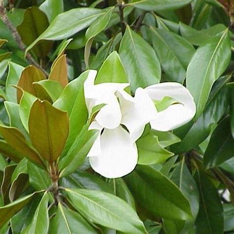 Magnolia Grandiflora — Flors Catalunya