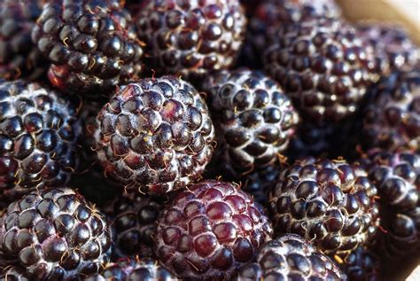 Edible Berries Of The Pacific Northwest The Whole U