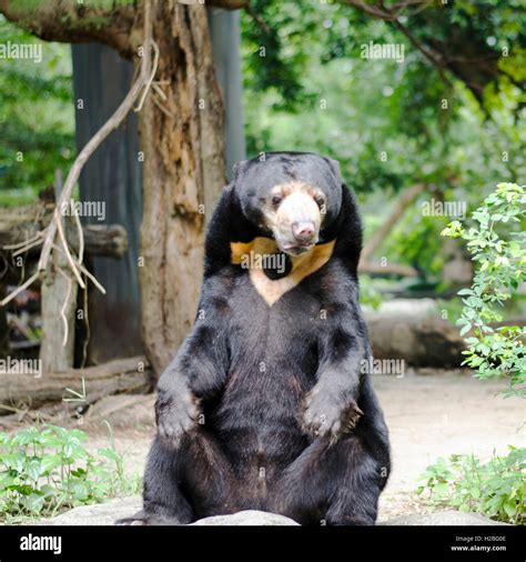 Malayan Sun Bear In Thailand Zoo Stock Photo Alamy