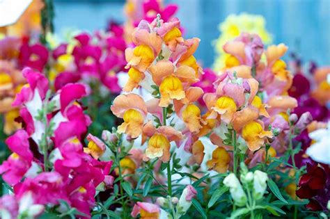 Are Snapdragons Annuals Or Perennials Gardeners Path