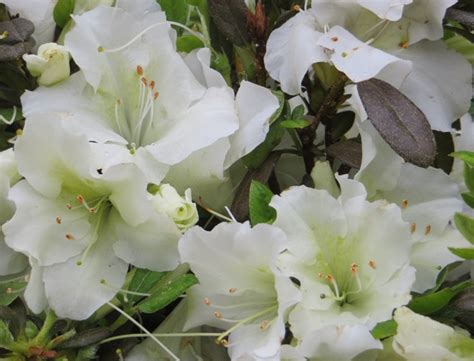 Azalea Rhododendron Bloom A Thon White Pp21512 Riggins Nursery