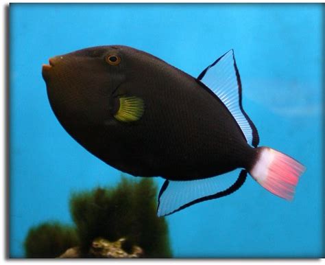 Pink Tail Triggerfish The Pink Tail Triggerfish This Fis Flickr
