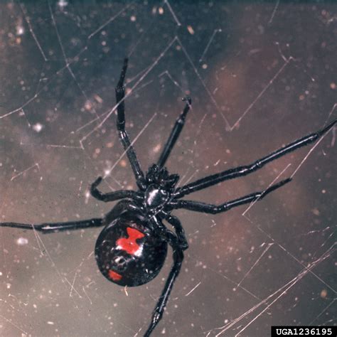 Black Widow Spider Latrodectus Mactans